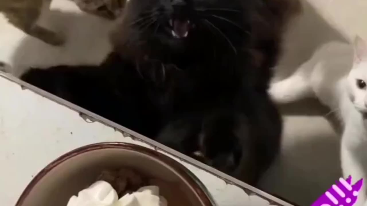 A group of cats are crying for food