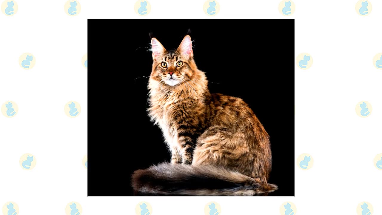 Toyger Cat VS. Maine Coon Cat