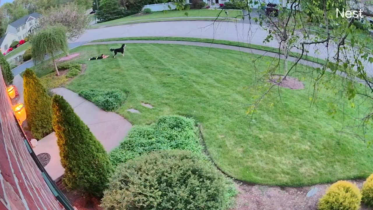 Bernedoodle Gets Zoomies and Drags His Walker