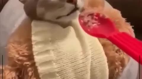Funny Cats 2021- Funny cat reaction - funny video