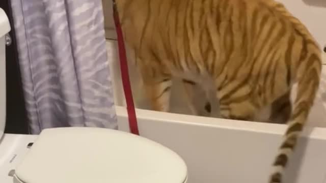 Does the tiger want to take a bath? Running to the bathroom