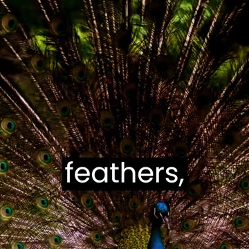 The magnificent peacock, with its resplendent plumage and captivating display,