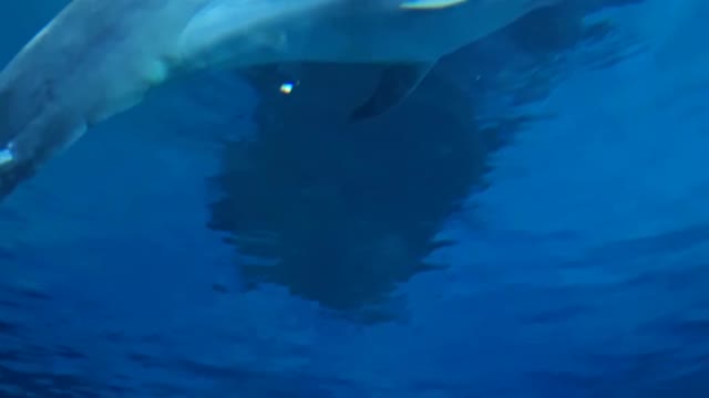 "Holding my breath" swimming with the Dolphins