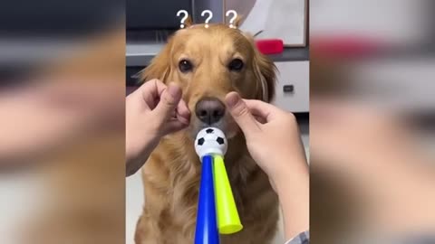 🤣 cats and dogs 🐕 videos best funny animals videos