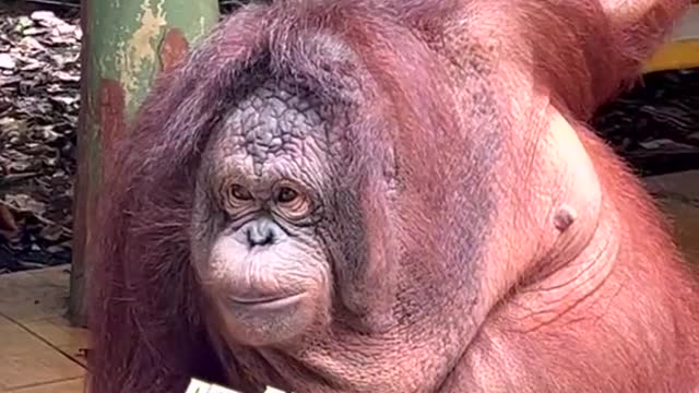 Orangutan with red hair