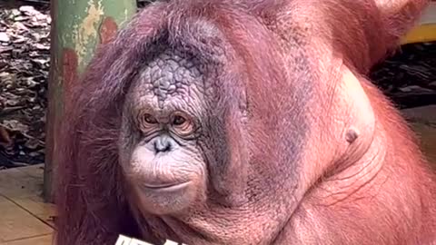 Orangutan with red hair