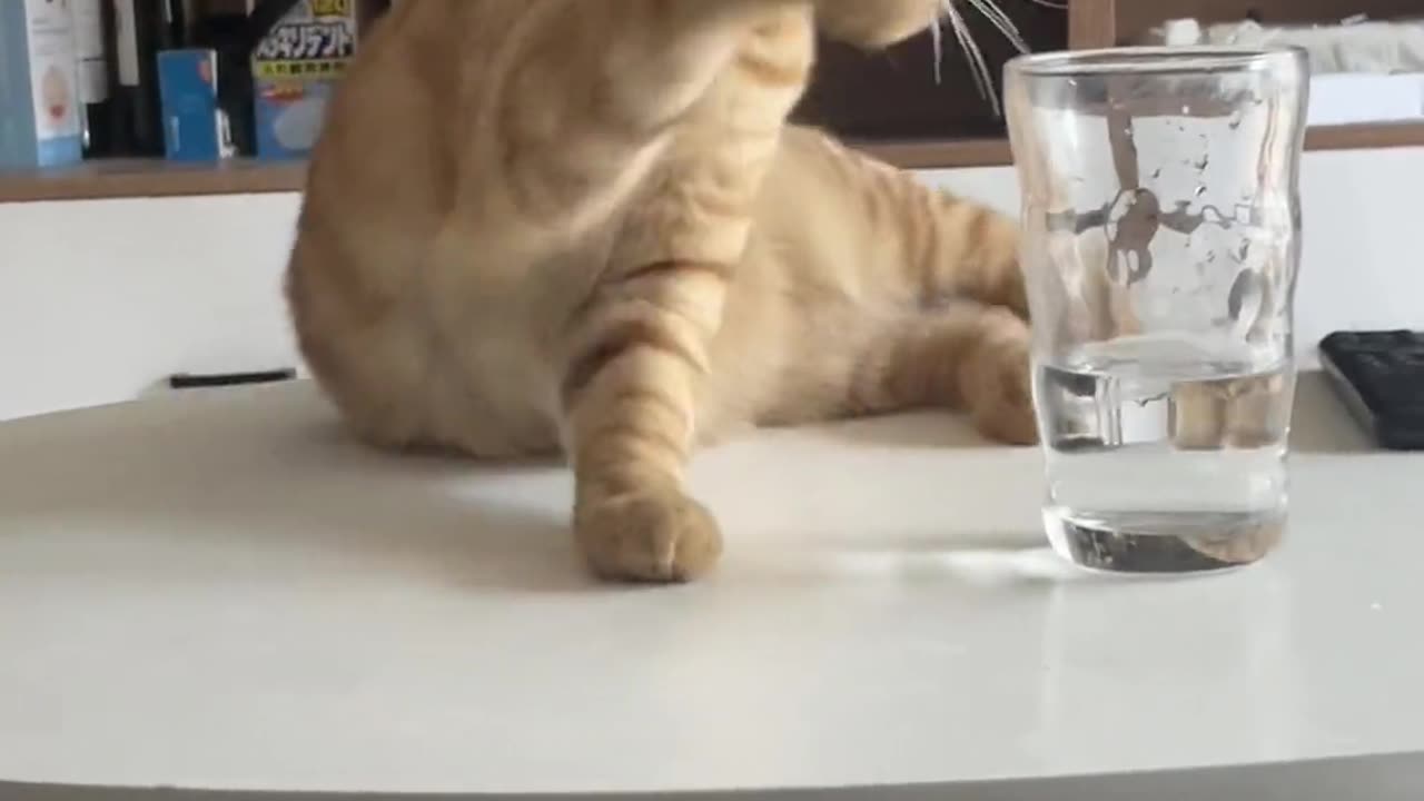 Cat|funny cat|