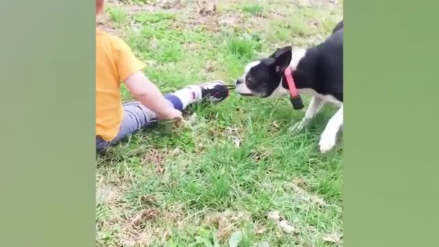 Puppies and babies playtime 🤗cute moment 😍