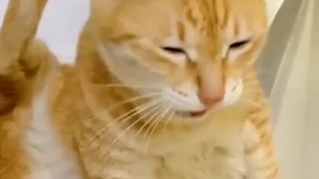 Funny Cat