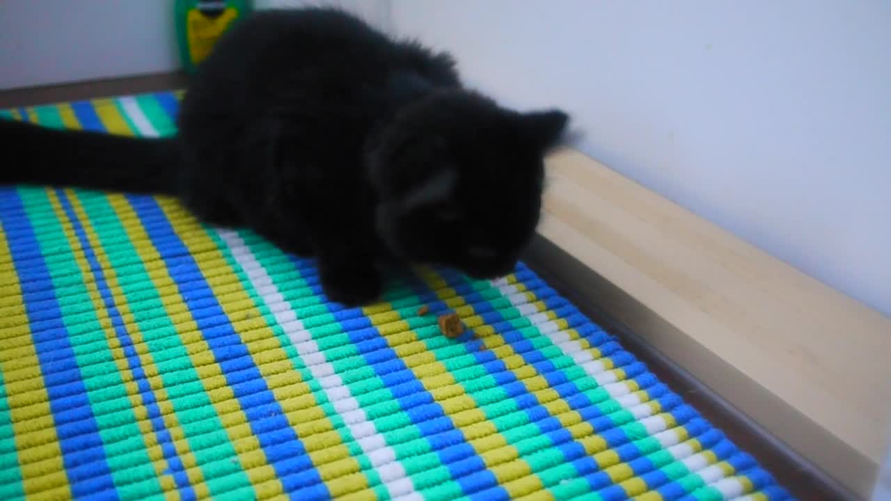 Kitty steals a dog kibble from her big brother's food bowl