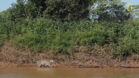 Jaguar Attacks Crocodile Cousin