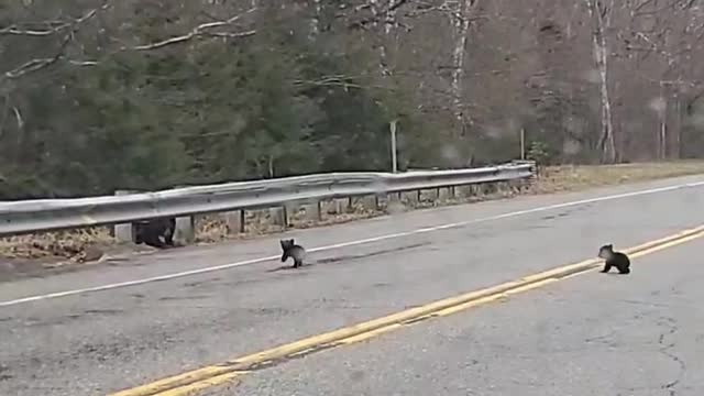 Mama Bear and Cubs Spotted on Road