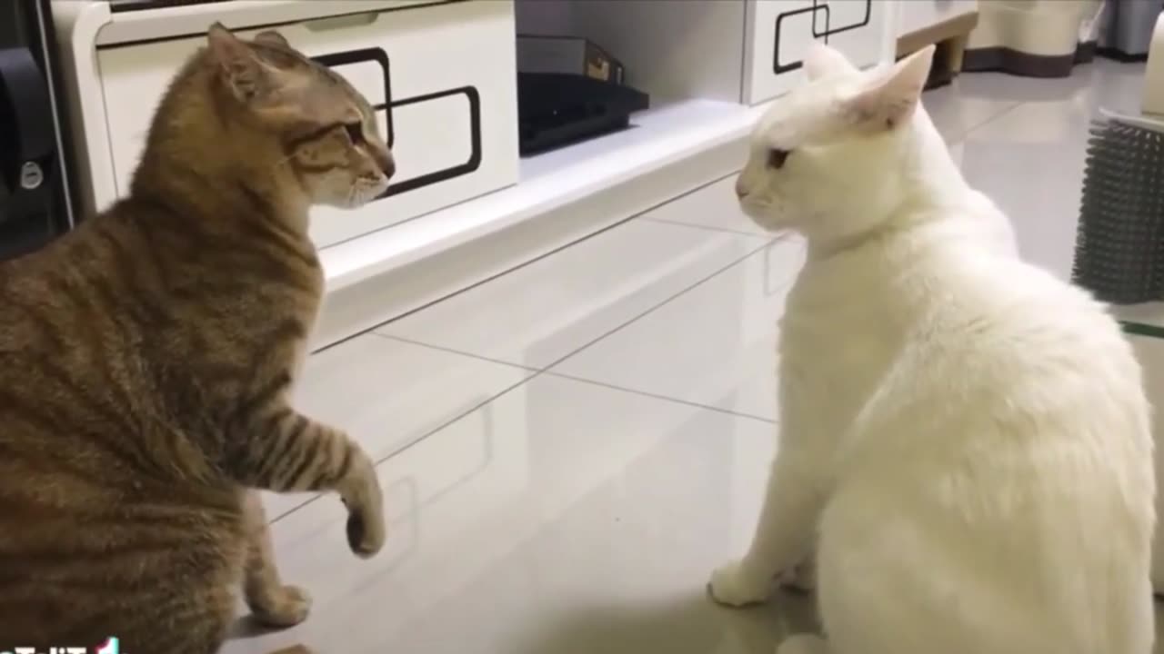 Funny Awesome Compilation 3 - Cat Lover Edition