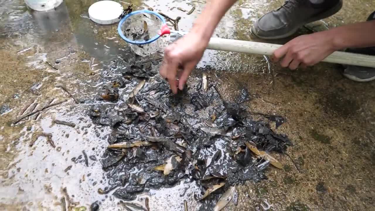 Baby Snapping Turtle vs Crayfish18