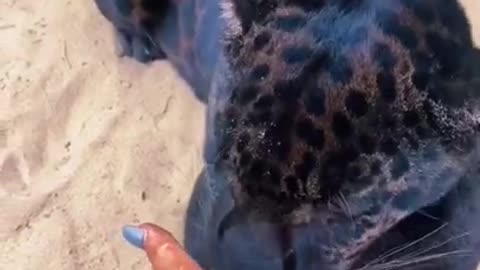 Black Jaguar Chin Scratches! ADORABLE