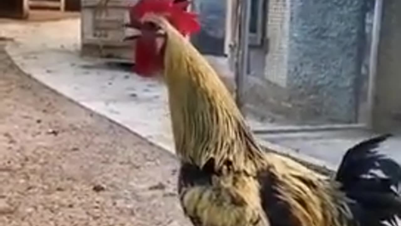 You will laugh, I mean, you will laugh. Watch this rooster quickly.😂😂😂