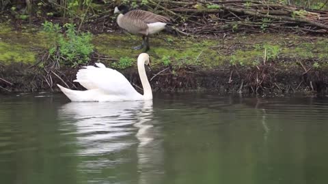 Birds| Nature