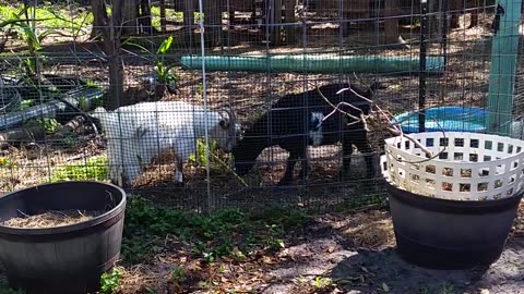 Silly Goats and Potting Soil