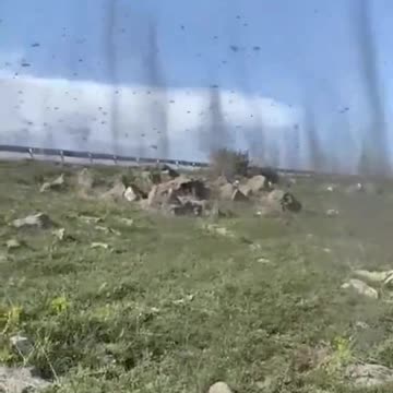 Turkey. Clouds of mosquitoes