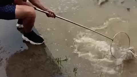Trap hand fishing movie, best throwing Catching fishing, bass fishing, village fishing, carp fishing