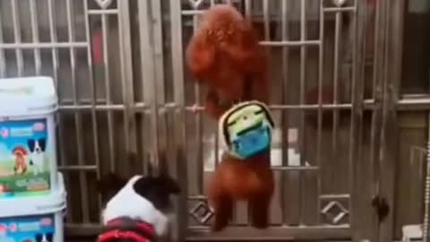 Funny dog
