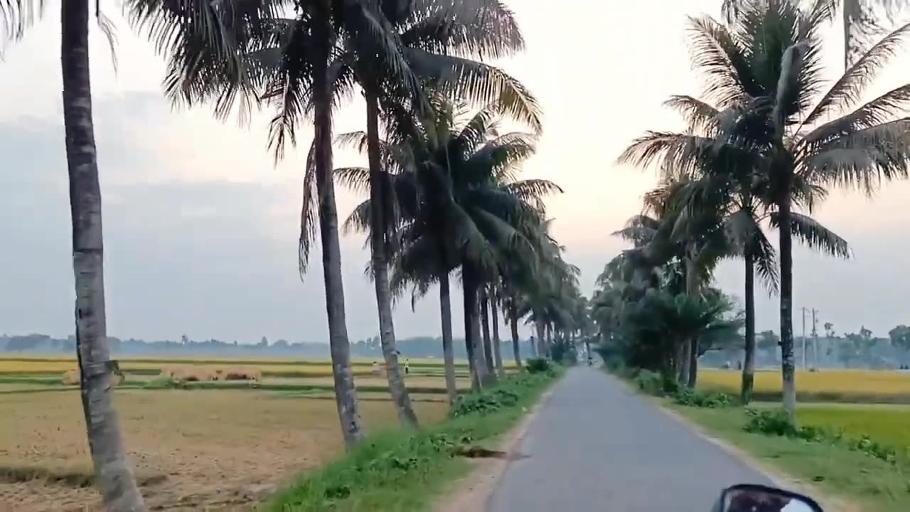Coconut is one of the cash crops Bangladesh.