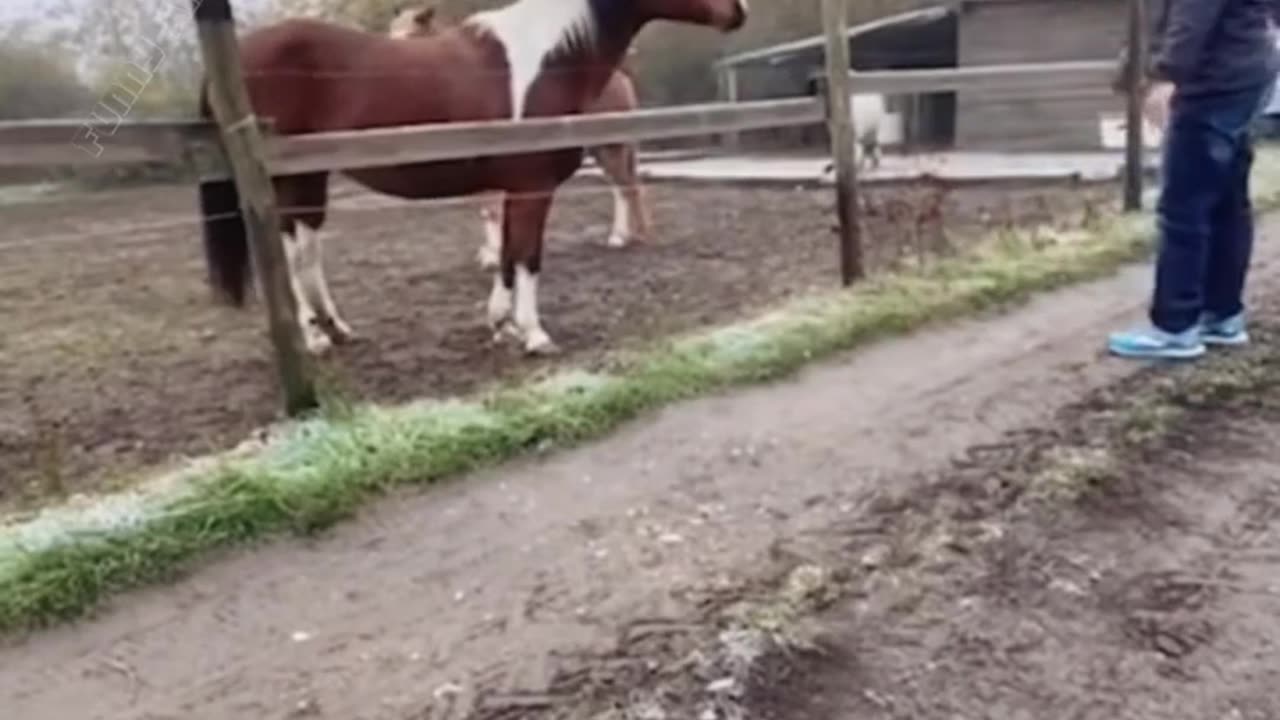"Furry Funnies: The Ultimate Animal Comedy Compilation!"