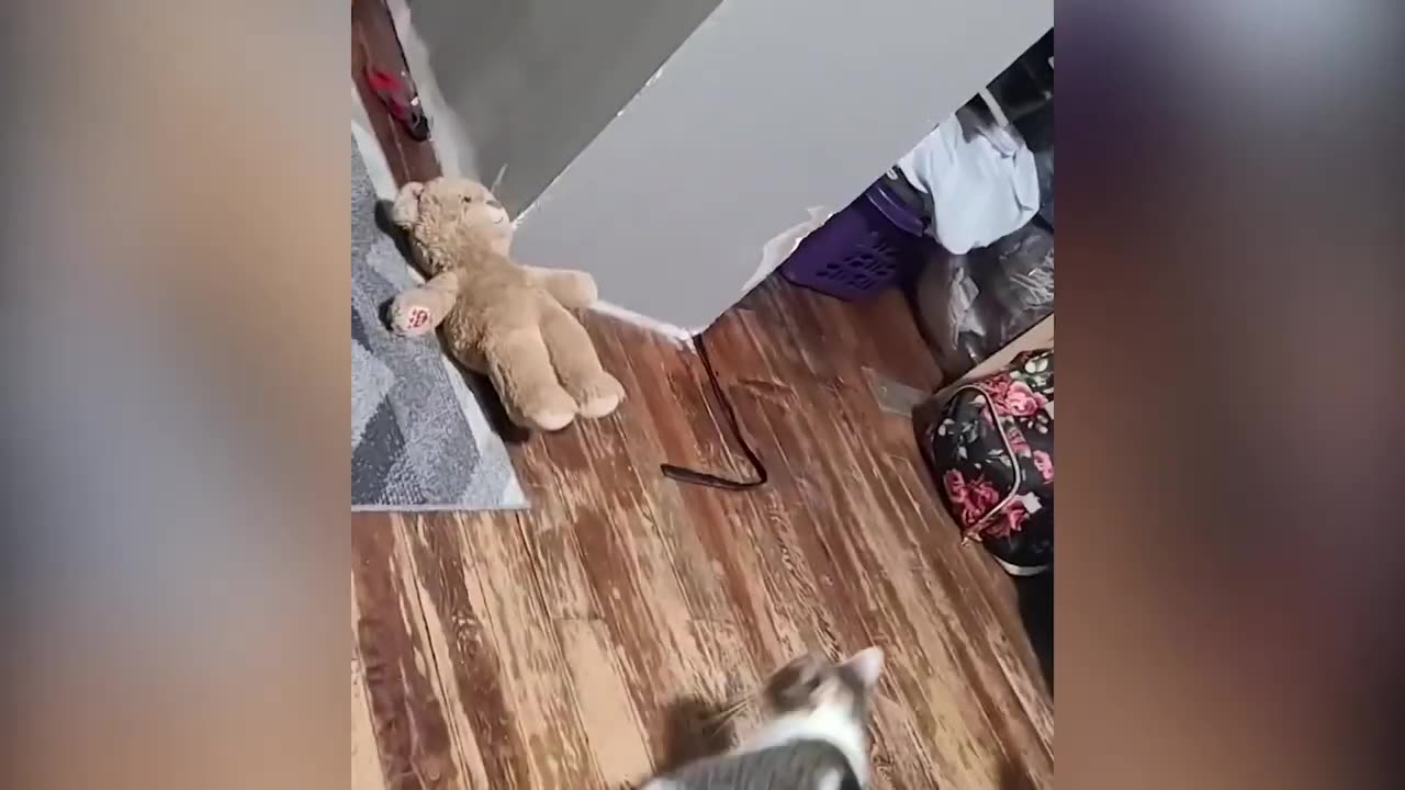 FUNNY CATS