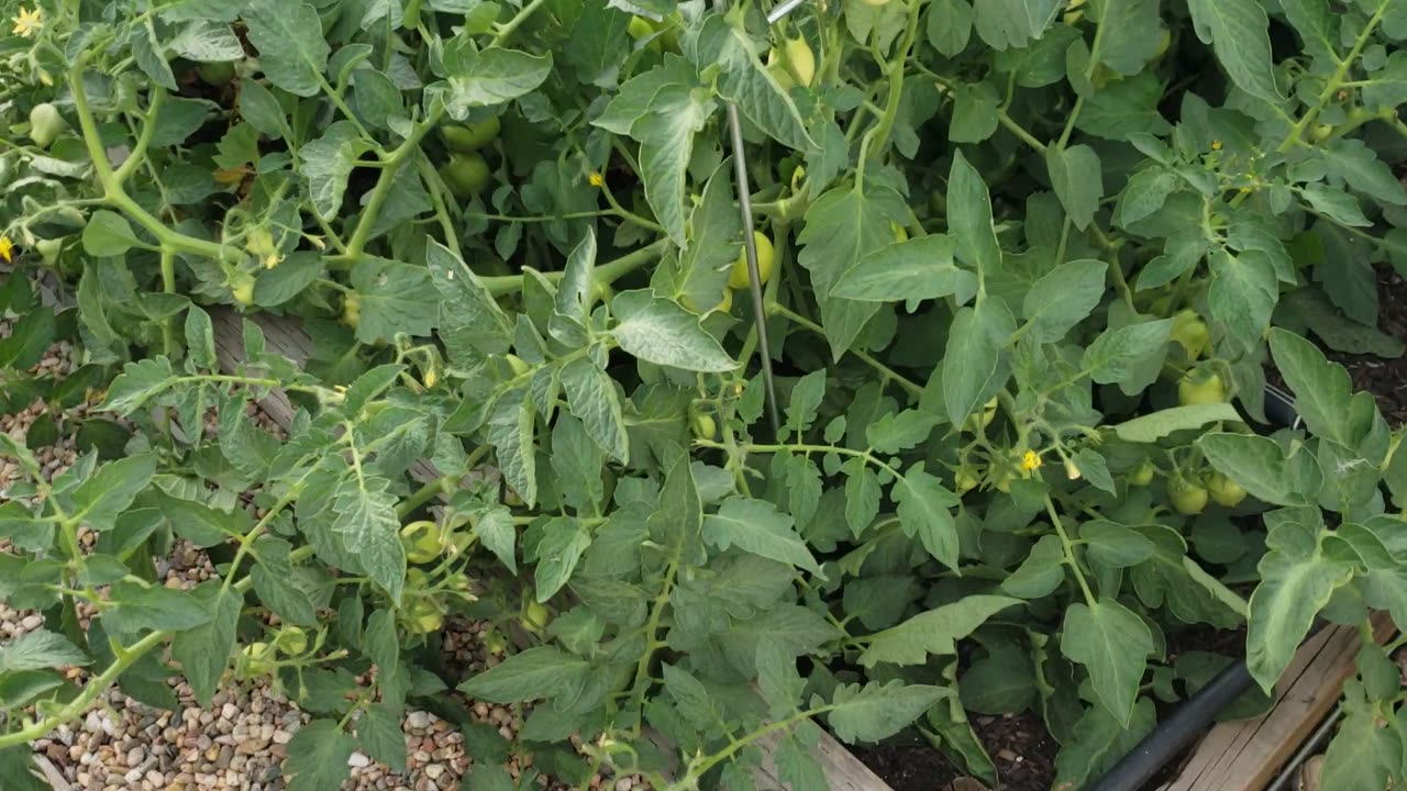 Back yard Garden