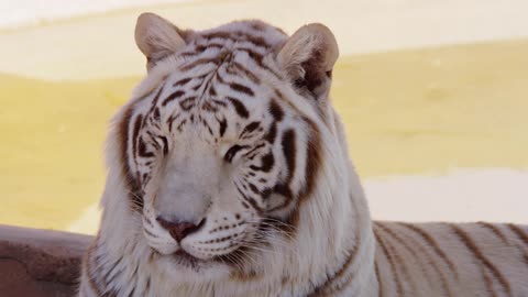 The white tiger