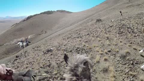 GoPro Hunting a Fox From an Eagle's POV