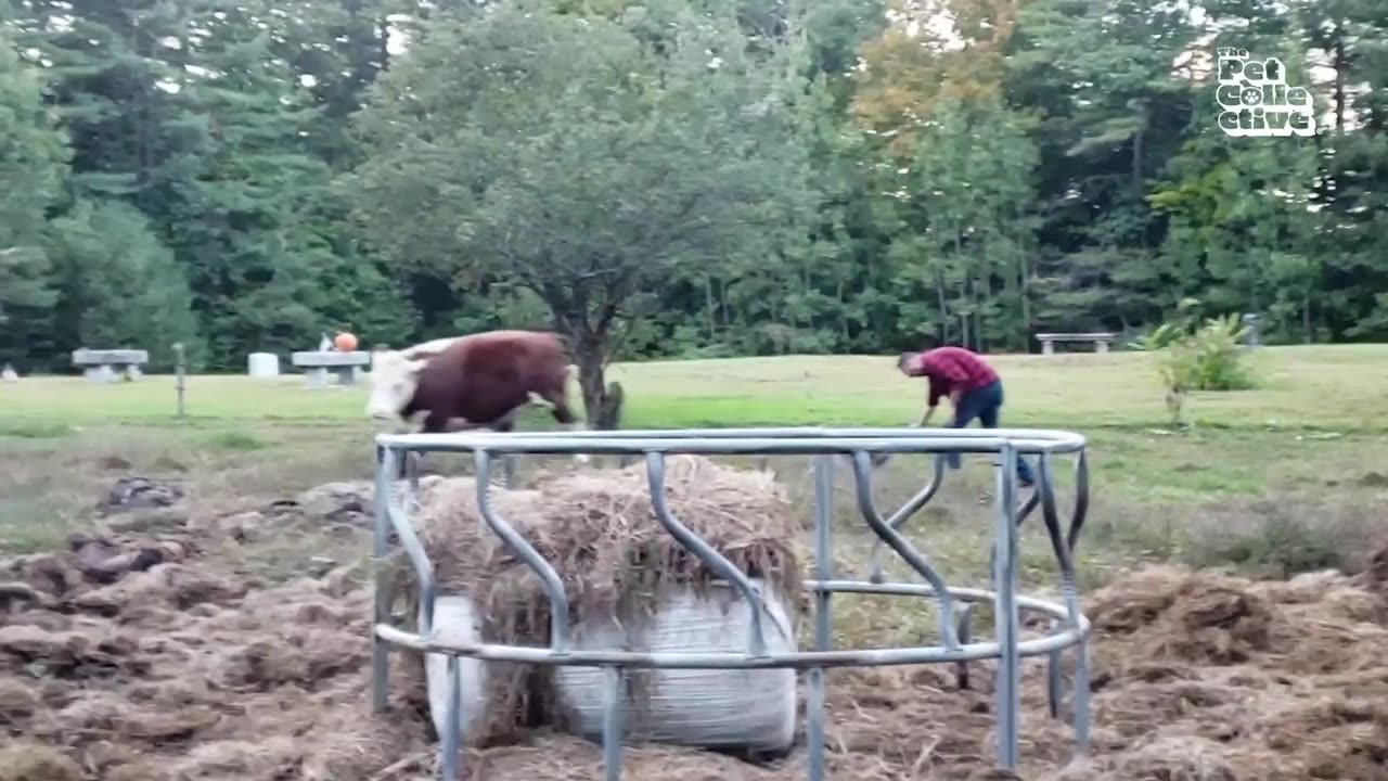 Funniest Farm Animals (1080p)