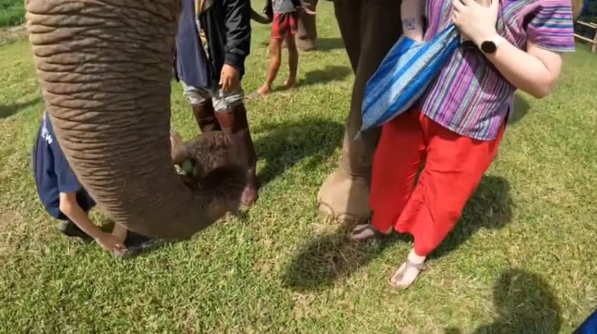 Feeding the elephant Happy is playing with her friends