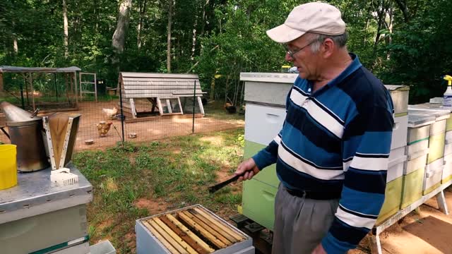 Пасека #35.Apiary #35 How to replace a bad queen - Apiary. Beekeeping.