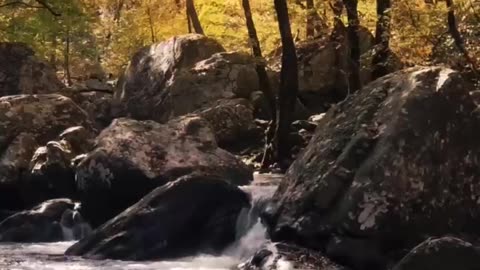 River nature stock video