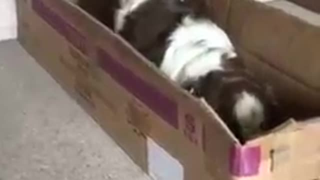 Dog Climbs Into Cardboard Box and Sits Comfortably