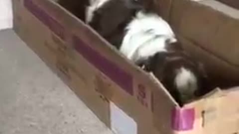 Dog Climbs Into Cardboard Box and Sits Comfortably