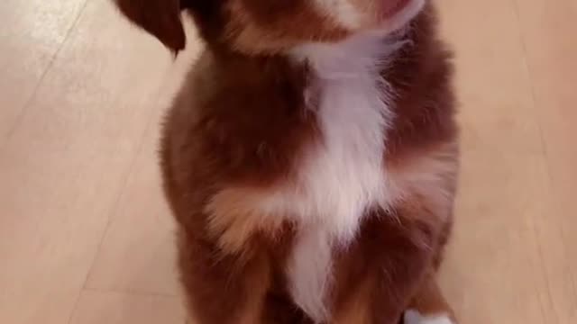 Those head tilts 🥰