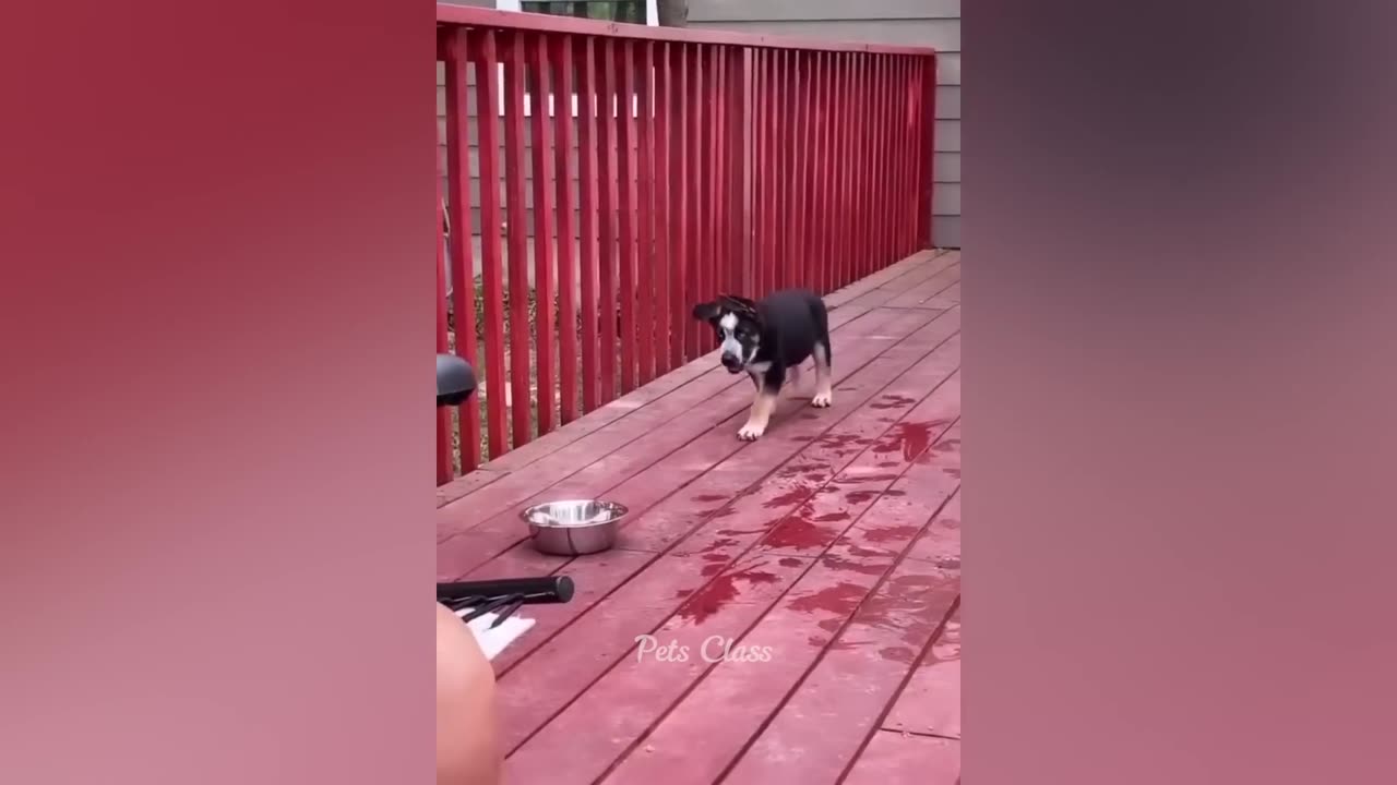 Funniest Animals 2023 π Funny Cats and Dogs Videos πΊπΆ
