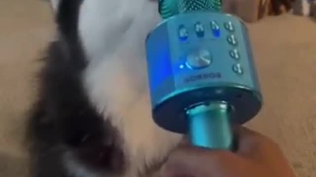 This Dog Can Sing! #shorts