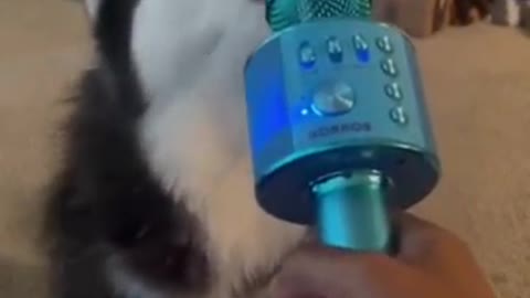 This Dog Can Sing! #shorts