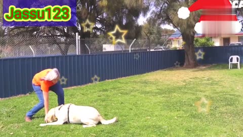 how to train dog