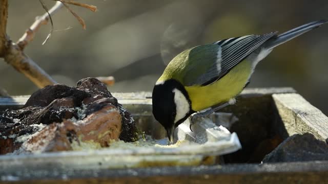 A bird in the view of his masterpiece.