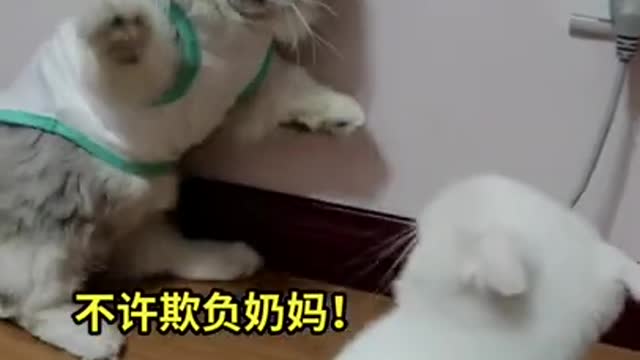 lovely cat fight with lover for what let see