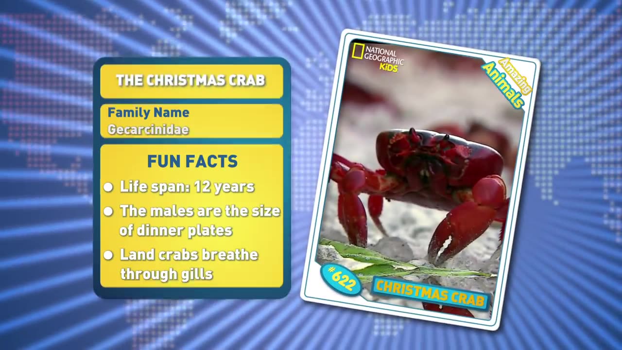 Christmas Crab 🦀 _ Amazing Animals