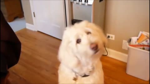 Funny dog