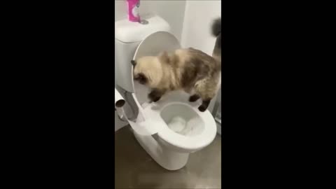 Funny animal - funny cats/ dogs