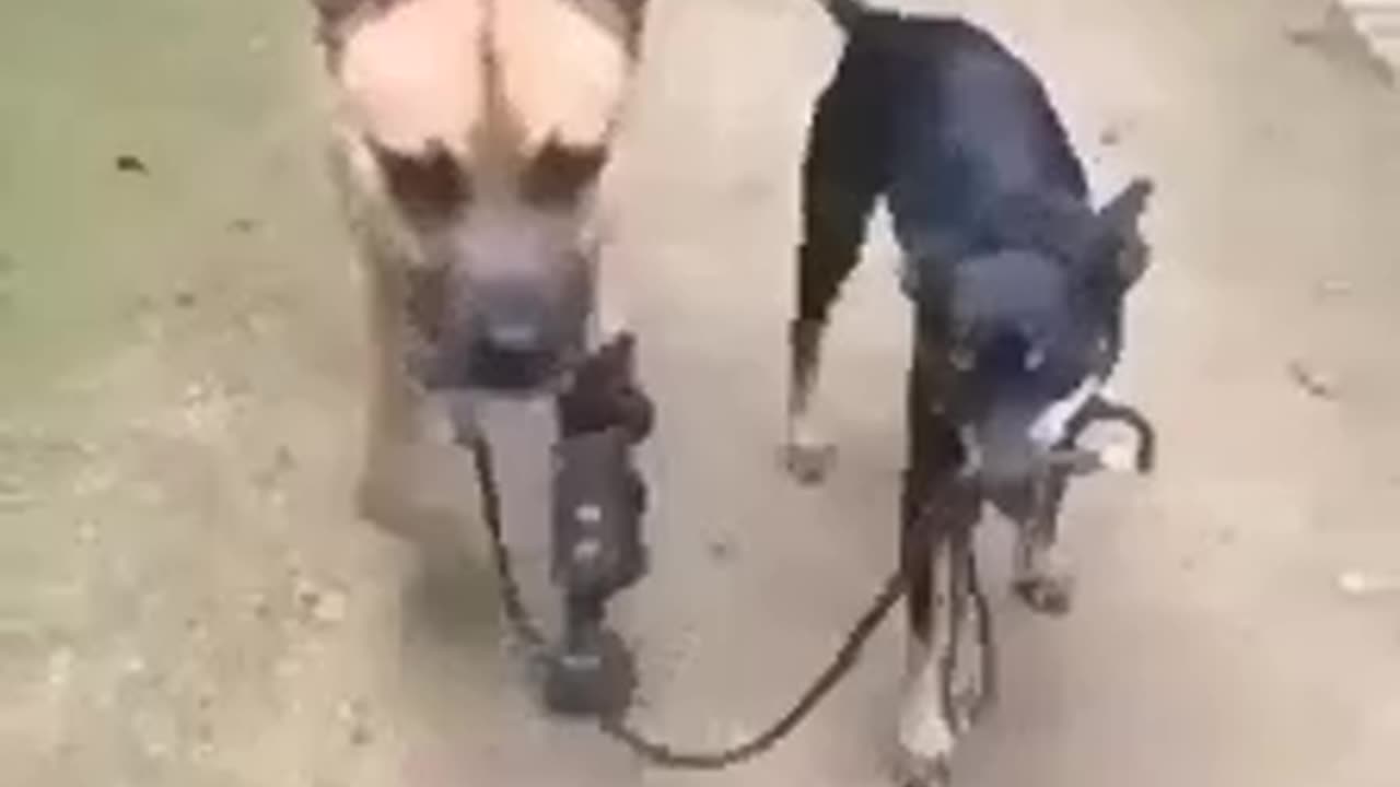 READY FOR A TEARJERKER⁉️ A DOG HOLDS THE LEASH AND GUIDES HIS DISABLED BEST FRIEND TO WALK