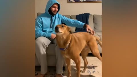 The most funny animals play with dogs and cats 2021 No #41