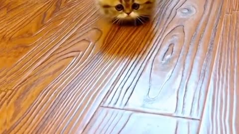 CAt Cat